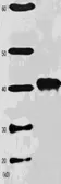 Anti-Rad51 antibody used in Western Blot (WB). GTX00721