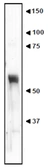 Anti-NUCB2 antibody used in Western Blot (WB). GTX00739