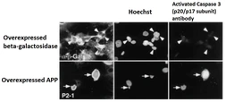 Anti-Caspase 3 antibody used in Immunocytochemistry/ Immunofluorescence (ICC/IF). GTX00752