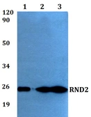 Anti-Rho 7 antibody used in Western Blot (WB). GTX00770