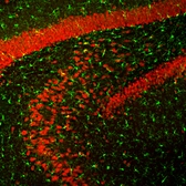 Anti-NeuN antibody used in IHC (Free Floating) (IHC (Free Floating)). GTX00837