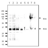 Anti-Influenza B virus Hemagglutinin (HA) antibody [10B8] used in Western Blot (WB). GTX00860