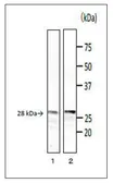 Anti-Bacillus cereus phospholipase C antibody [bc-01] used in Western Blot (WB). GTX00866