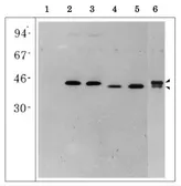 Anti-Glutamine Synthetase antibody used in Western Blot (WB). GTX00924