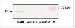 Anti-Asparagine synthetase antibody used in Western Blot (WB). GTX00925