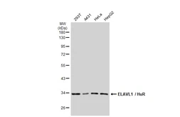 Anti-ELAVL1 / HuR antibody [GT1182] used in Western Blot (WB). GTX00944
