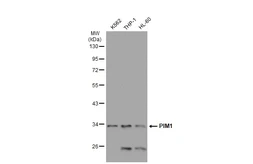 Anti-PIM1 antibody [GT1192] used in Western Blot (WB). GTX00954