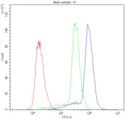 Anti-ASIC3 antibody used in Flow cytometry (FCM). GTX01177
