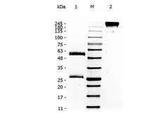 Human IgG protein. GTX01552-pro