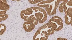 Anti-PSA antibody [35H9] used in IHC (Paraffin sections) (IHC-P). GTX01887