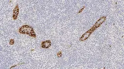 Anti-VWF antibody [36B11] used in IHC (Paraffin sections) (IHC-P). GTX01957