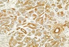 Anti-PLCE1 antibody used in IHC (Paraffin sections) (IHC-P). GTX02580