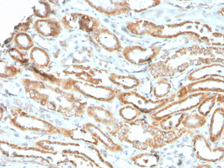 Anti-Aurora B antibody [rAURKB/1592] used in IHC (Paraffin sections) (IHC-P). GTX02594