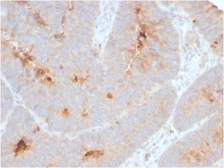 Anti-ECM1 antibody [ECM1/2889R] used in IHC (Paraffin sections) (IHC-P). GTX02627