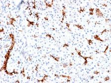 Anti-Mucin 6 antibody [MUC6/1553R] used in IHC (Paraffin sections) (IHC-P). GTX02681
