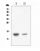 Anti-SDF1 antibody used in Western Blot (WB). GTX02876