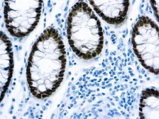 Anti-CDX2 antibody [EP25] used in IHC (Paraffin sections) (IHC-P). GTX03311