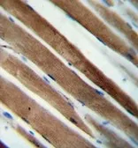 Anti-CCDC38 antibody used in IHC (Paraffin sections) (IHC-P). GTX03392