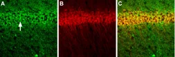 Anti-NMDAR1 antibody used in IHC (Frozen sections) (IHC-Fr). GTX03399