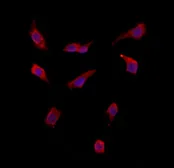 Anti-SMCR7 antibody used in Immunocytochemistry/ Immunofluorescence (ICC/IF). GTX03455