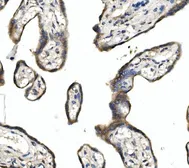 Anti-DLL1 antibody used in IHC (Paraffin sections) (IHC-P). GTX03469