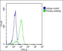 Anti-ENTPD2 antibody used in Flow cytometry (FCM). GTX03639