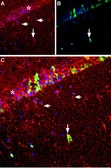 Anti-GDNF antibody used in IHC (Frozen sections) (IHC-Fr). GTX03708