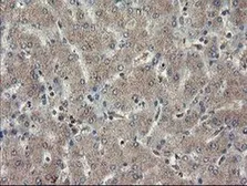 Anti-TDO2 antibody [OTI2A4] used in IHC (Paraffin sections) (IHC-P). GTX04090