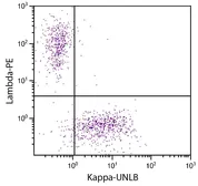 Goat Anti-Human kappa light chain antibody, pre-adsorbed. GTX04130