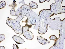 Anti-AMFR antibody used in IHC (Paraffin sections) (IHC-P). GTX04315