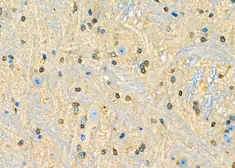 Anti-SHARP1 antibody used in IHC (Paraffin sections) (IHC-P). GTX04347