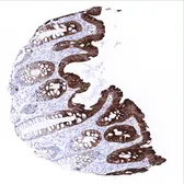 Anti-Cytokeratin 20 antibody [MSVA-620R] HistoMAX&trade; used in IHC (Paraffin sections) (IHC-P). GTX04376