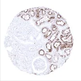 Anti-Villin antibody [MSVA-459R] HistoMAX&trade; used in IHC (Paraffin sections) (IHC-P). GTX04400