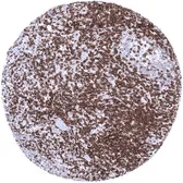 Anti-CD5 antibody [MSVA-005R] HistoMAX&trade; used in IHC (Paraffin sections) (IHC-P). GTX04427