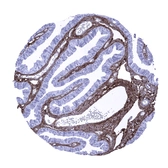 Anti-Decorin antibody [MSVA-537R] HistoMAX&trade; used in IHC (Paraffin sections) (IHC-P). GTX04463