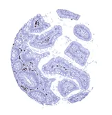 Anti-Rabbit anti-human IgA antibody [MSVA-700R] HistoMAX&trade; used in IHC (Paraffin sections) (IHC-P). GTX04490