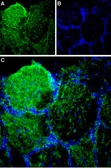 Anti-FAM38A antibody used in IHC (Frozen sections) (IHC-Fr). GTX04535