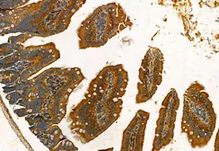 Anti-FAP antibody used in IHC (Paraffin sections) (IHC-P). GTX04673
