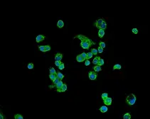 Anti-ATP5H antibody used in Immunocytochemistry/ Immunofluorescence (ICC/IF). GTX04925