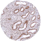 Anti-TLE1 antibody [MSVA-856R] HistoMAX&trade; used in IHC (Paraffin sections) (IHC-P). GTX04966