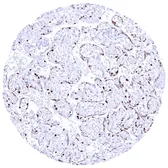 Anti-Cyclin E1 antibody [MSVA-898R] HistoMAX&trade; used in IHC (Paraffin sections) (IHC-P). GTX04969