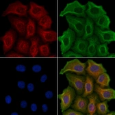 Anti-5-HT2C receptor antibody used in Immunocytochemistry/ Immunofluorescence (ICC/IF). GTX04991