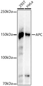 Anti-APC antibody [ARC53932] used in Western Blot (WB). GTX05003