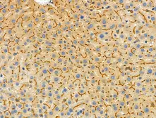 Anti-UCP3 antibody used in IHC (Paraffin sections) (IHC-P). GTX05177