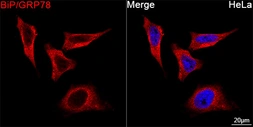 Anti-Grp78 antibody [AMC0725] used in Immunocytochemistry/ Immunofluorescence (ICC/IF). GTX05189
