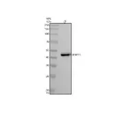 Anti-GDF11 antibody [AOAG-7] used in Western Blot (WB). GTX05191