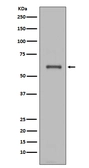 Anti-NOX4 antibody [E-14] used in Western Blot (WB). GTX05217
