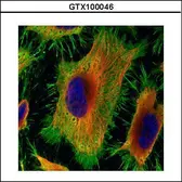 Anti-Annexin II antibody [N1], N-term used in Immunocytochemistry/ Immunofluorescence (ICC/IF). GTX100046