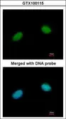 Anti-XRCC3 antibody [C1C3] used in Immunocytochemistry/ Immunofluorescence (ICC/IF). GTX100115