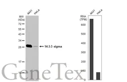 Anti-14-3-3 sigma antibody used in Western Blot (WB). GTX100289